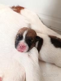 Cuccioli Jack Russell terrier