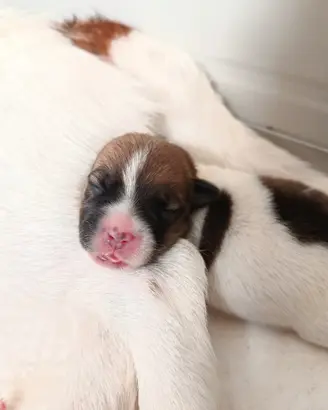 Cuccioli Jack Russell terrier