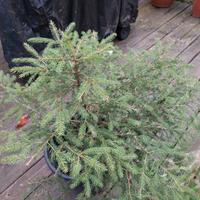 Abete Albero di natale addobbato 