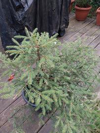 Abete Albero di natale addobbato 