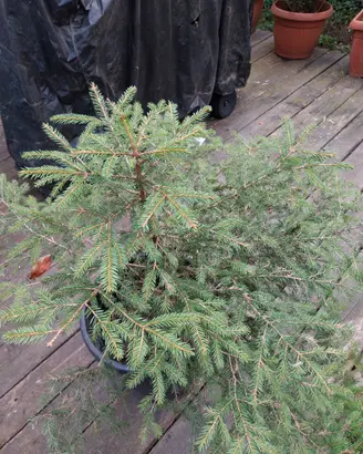 Abete Albero di natale addobbato 