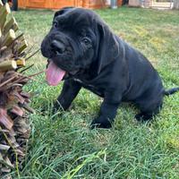 Cuccioli di cane corso