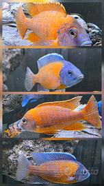ciclidi Malawi pesci acquario 