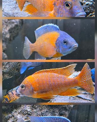 ciclidi Malawi pesci acquario 
