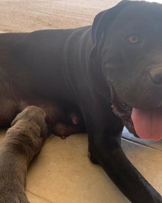 Prestigiosa Cucciolata di Cane Corso