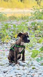 American pitbull terrier 