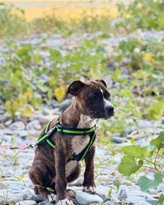 American pitbull terrier 