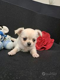 Cucciolo chihuahua pelo lungo bianco