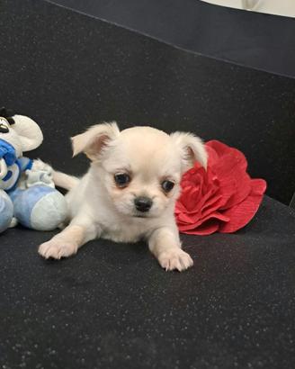 Cucciolo chihuahua pelo lungo bianco