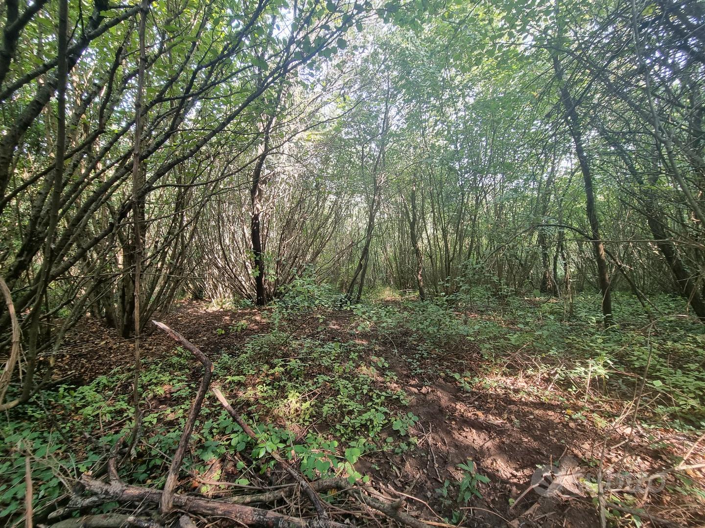 Terreno di mq. 25.000 con rudere di mq. 180 ca - Vista 4