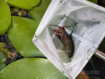 Pesci d'acqua fredda Macropodus opercularis