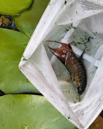 Pesci d'acqua fredda Macropodus opercularis