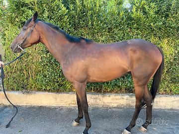Cavallo PSI 3 anni