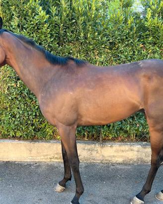 Cavallo PSI 3 anni