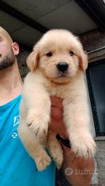 Cuccioli Golden Retriever