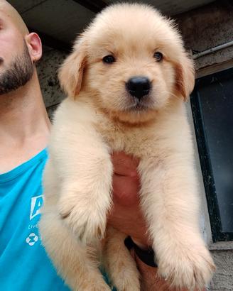 Cuccioli Golden Retriever