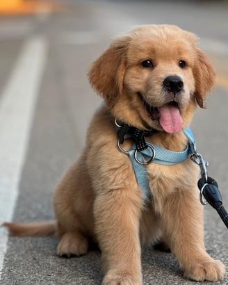 Golden Retriever cuccioli Americani