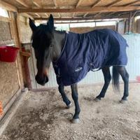 Cavallo trottatore