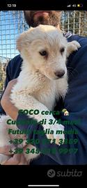 COCO, taglia media contenuta