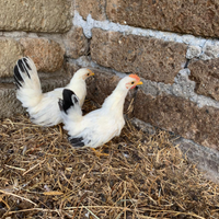 Coppia di gallinelle ornamentali