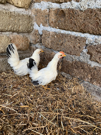Coppia di gallinelle ornamentali