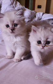 Cuccioli British longhair