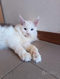 Maine Coon maschio sterelizzato