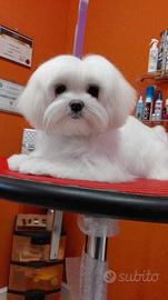 Maltipoo champagne