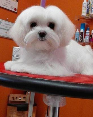 Maltipoo champagne