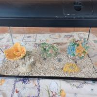 acquario