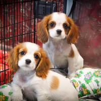 Cavalier king