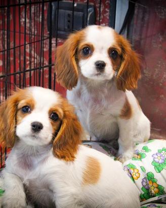 Cavalier king