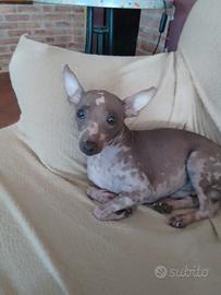 American Hairless Terrier