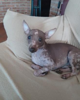 American Hairless Terrier