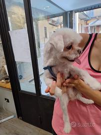 Maltese Toy coreano