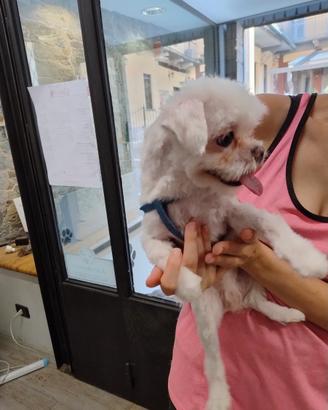 Maltese Toy coreano