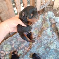 Cuccioli rottweiler originali