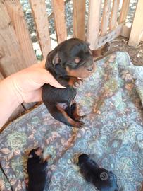 Cuccioli rottweiler originali