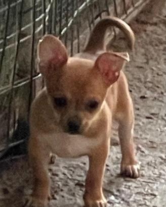 Chihuahua 1 Maschio,2 femmine,Nate iil 16/03/2026