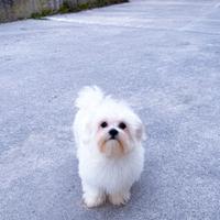 Cucciola di Maltese