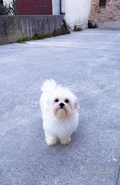 Cucciola di Maltese
