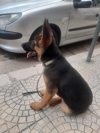 Cucciola di 3 mesi