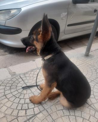 Cucciola di 3 mesi