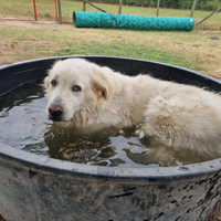 Lando, 45 kg di maremmano stupendo