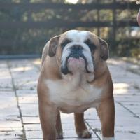 Bulldog adozione