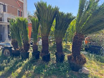 Cycas