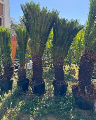 Cycas