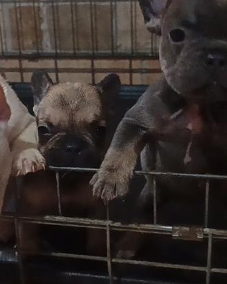 Cuccioli di bulldog francese