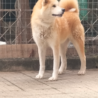 Cuccioli di Akita inu