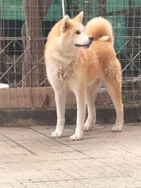 Cuccioli di Akita inu